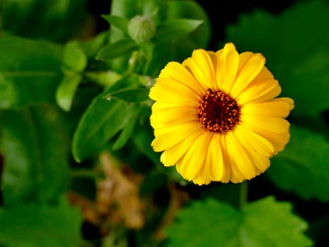 Calendula, medicinal plant with flower