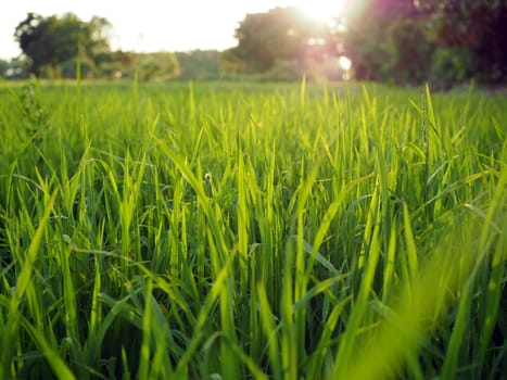 The green rice plants in the rice fields are growing, ready to yield..Evening pictures There is a little sunshine..Natural power concept.