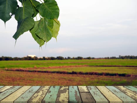 The wooden table on the background is rice plantation That has a little sunlight..For placing products to promote.