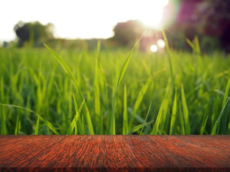 wooden table On the background of green rice There is a little sunlight..For placing products to promote.