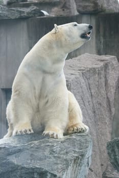 Detail view of a large polar bear, (ursus maritimus).