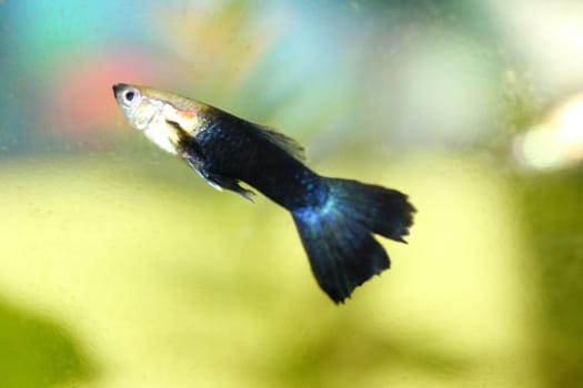 A male guppy (Poecilia reticulata), a popular freshwater aquarium fish