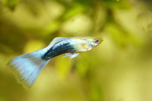 A male guppy (Poecilia reticulata), a popular freshwater aquarium fish