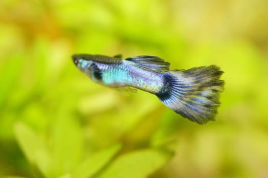 A male guppy (Poecilia reticulata), a popular freshwater aquarium fish