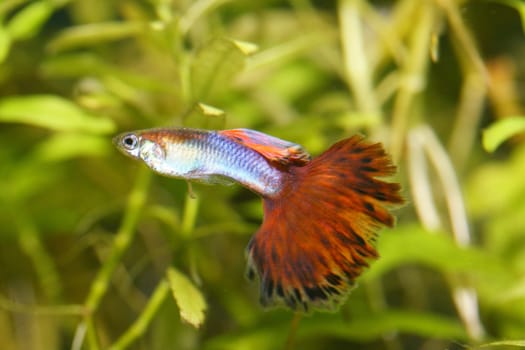 A male guppy (Poecilia reticulata), a popular freshwater aquarium fish