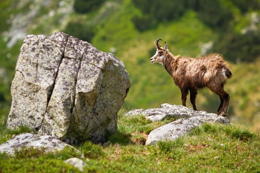 Majestic tatra chamois, rupicapra rupicapra tatrica, standing on the rock in summer. Alert mammal climbing mountains from side. Wild animal looking aside on horizon from profile.