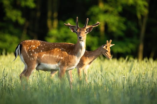 Majestic pair of fallow deer, dama dama, stags standing on meadow in the summer. Dominant animals with antlers in velvet observing on hay field from side view.