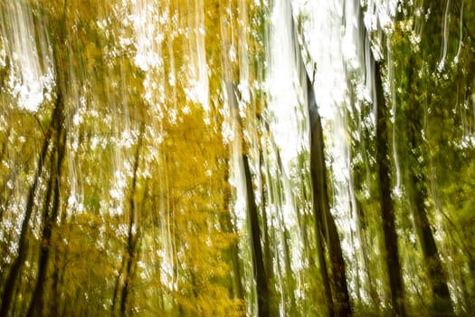 Motion blurred foliage and trees in autumn