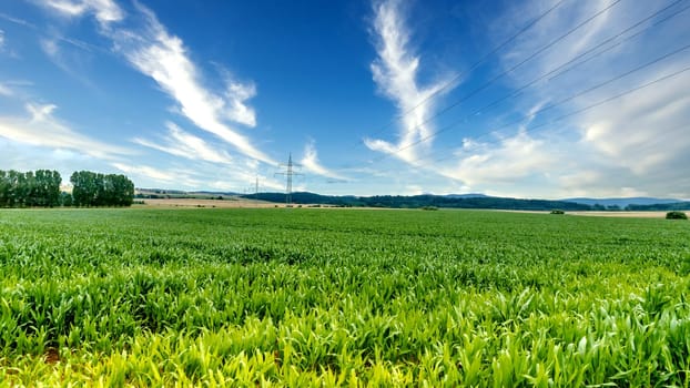 Landscape with cornfield and Power line pylons