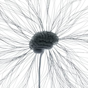 Central nervous system. Brain and spinal cord with branch coming out away. Conceptual brain 3D illustration.