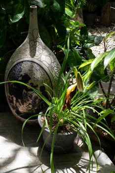 Beautiful green leaves plant in resort garden, stock photo