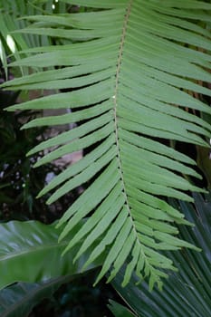 Beautiful green leaves plant in resort garden, stock photo