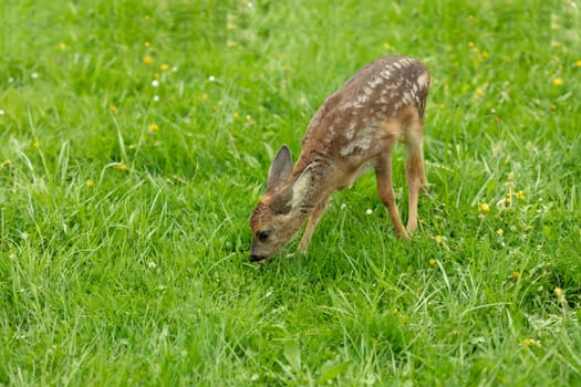 Beautiful Deer Fawn eating on meadow with flowers in springtime.