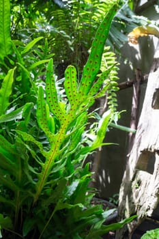 Beautiful green leaves plant in resort garden, stock photo
