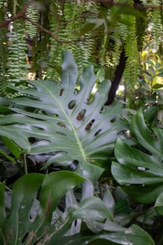 Beautiful green leaves plant in resort garden, stock photo