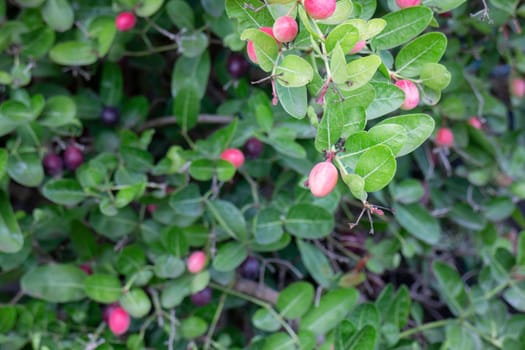Beautiful green leaves plant in resort garden, stock photo
