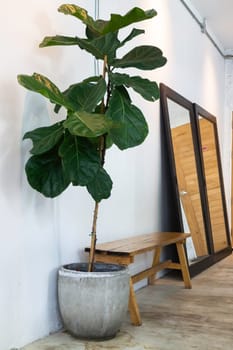 Interior green leaves plant pot, stock photo