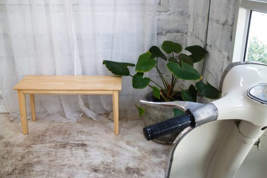Interior green leaves plant pot, stock photo
