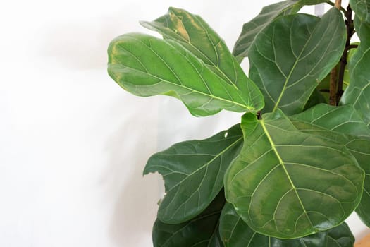 Interior green leaves plant pot, stock photo