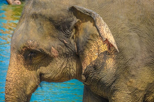 Wild elephant image (Sri Lanka Pinnawara). Shooting Location: Sri Lanka