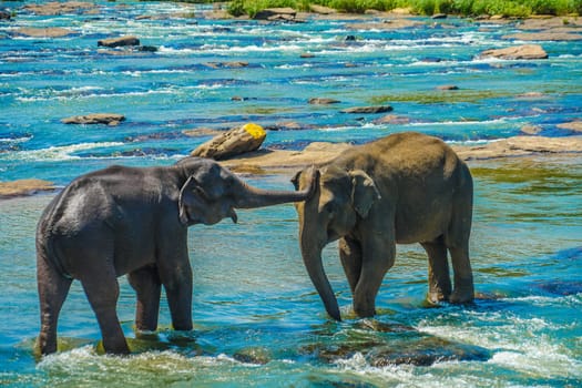 Wild elephant image (Sri Lanka Pinnawara). Shooting Location: Sri Lanka