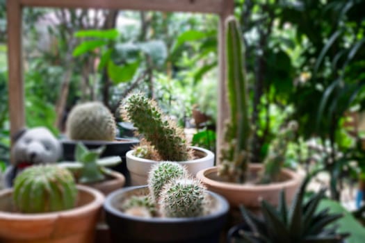 Variety cactuses in a row, stock photo