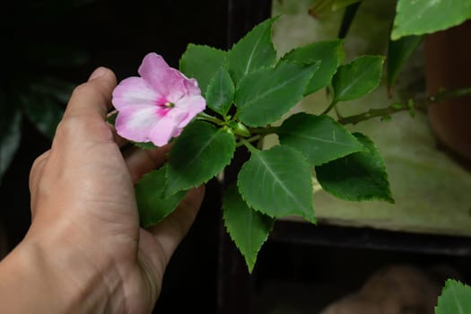 Holding a pink flower in hand, stock photo