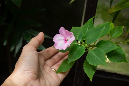 Holding a pink flower in hand, stock photo