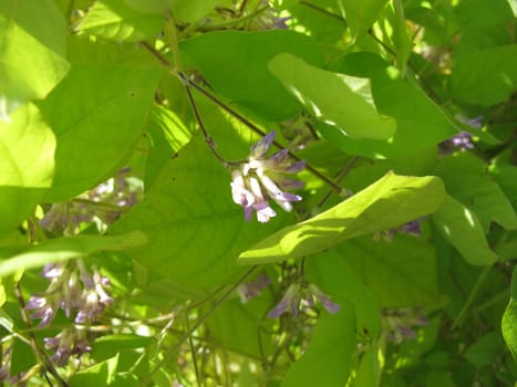 Potato bean with flowers, Apios americana