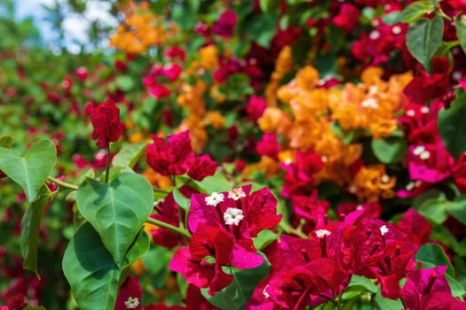 Exotic Bougainvillea flower blooming in the garden, Ethiopia