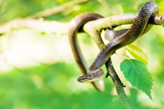 Non venomous Smooth snake, Coronella austriaca hanged on tree, Czech Republic, Europe wildlife