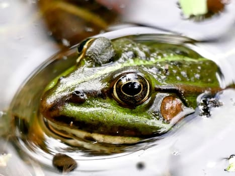 common water frog in a pond
