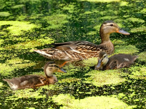 mallard duck with offspring