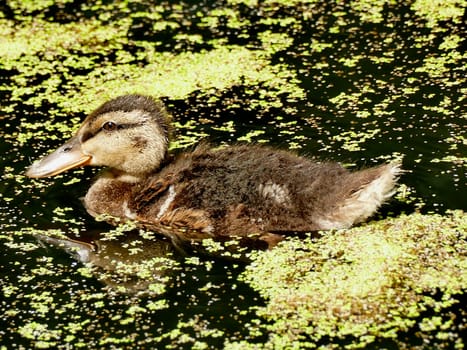 mallard offspring in a pond with duckweed