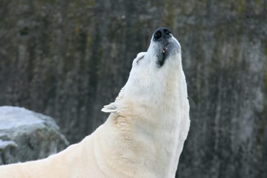 Detail view of a large polar bear, (ursus maritimus).