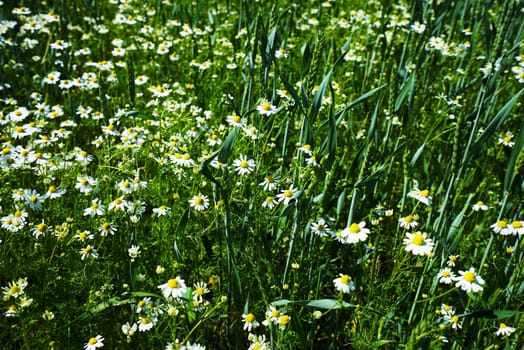 Chamomile under a blue sky in summer