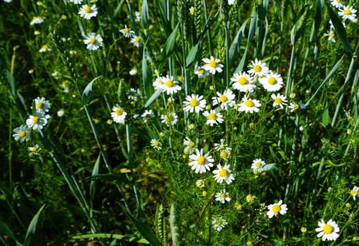 Chamomile under a blue sky in summer