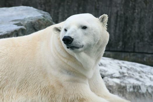 Detail view of a large polar bear, (ursus maritimus).