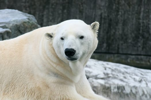 Detail view of a large polar bear, (ursus maritimus).