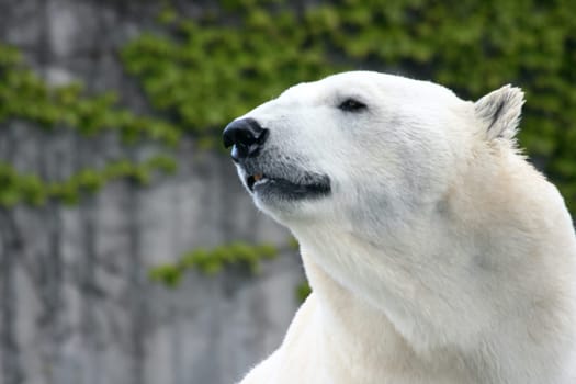 Detail view of a large polar bear, (ursus maritimus).