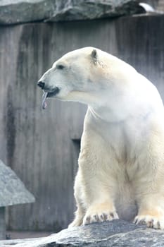 Detail view of a large polar bear, (ursus maritimus).