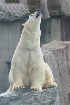 Detail view of a large polar bear, (ursus maritimus).