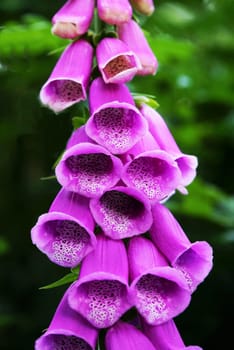 Flowers of foxglove under a blue sky in summer