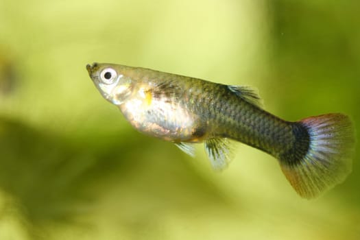 A Female Guppy (Poecilia reticulata), a popular freshwater aquarium fish
