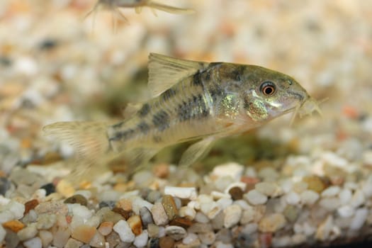 The Marbled catfish (Corydoras paleatus), a popular freshwater aquarium fish