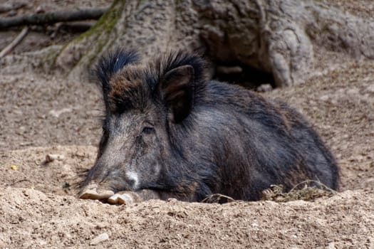 Wild boar
