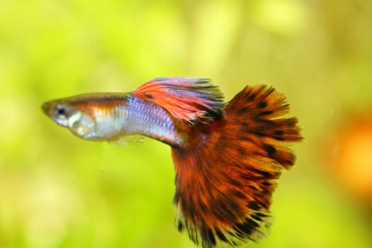 A male guppy (Poecilia reticulata), a popular freshwater aquarium fish