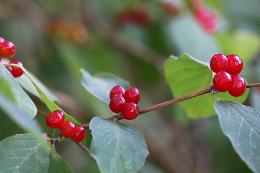Berries of the red honeysuckle Lonicera xylosteum