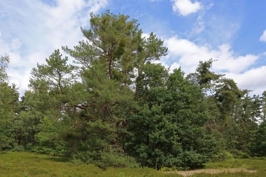 Scots pine Pinus sylvestris in the Hirschacker nature reserve