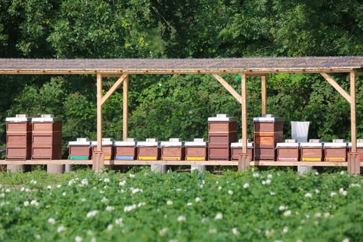Beehives with wooden frames